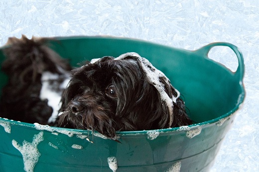 A puppy being bathed